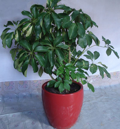 cay ngu gia bi