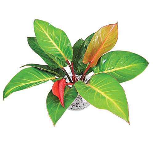 CÂY ĐẾ VƯƠNG